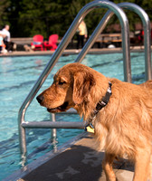 PoochesSept11_2021_BDMCart_11