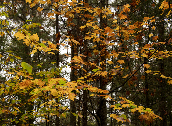 Oct14_2021FallLeaves_BDMCart_7