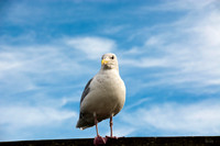 Seagull_HomerAlaska_BDMCart1