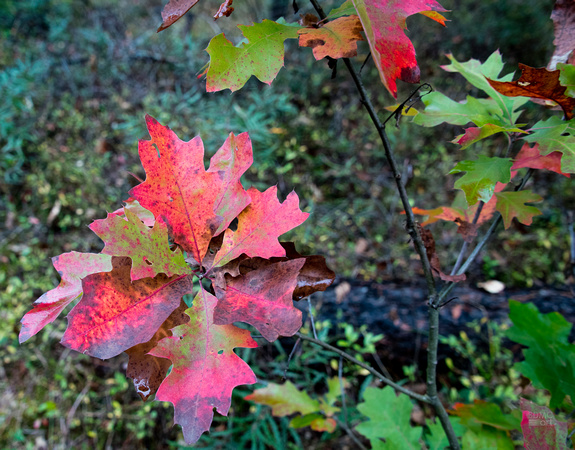 Oct14_2021FallLeaves_BDMCart_1a