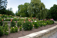 DahliaHill_Sept3_2021_BDMCart_3