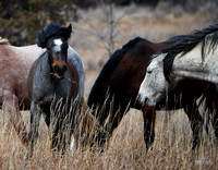 WildHorses_BadlandsBDMCart3