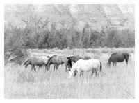 WildHorses_BadlandsBDMCart10bw