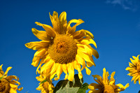 MtHood_Sunflower_7