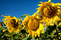 MtHood_Sunflower_4_BDMC