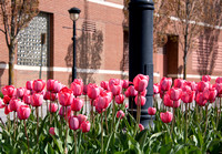 downtownFlowers_BDMCart_9