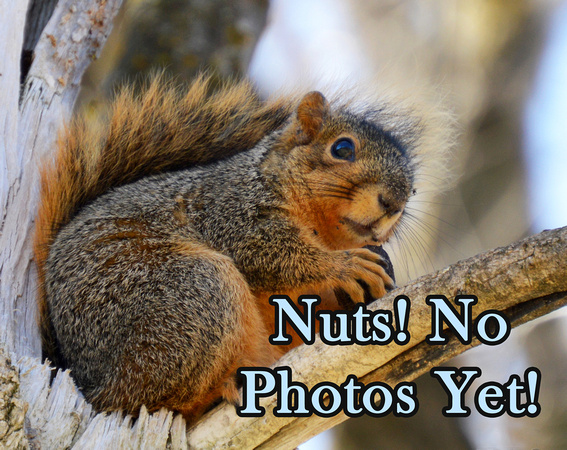 squirrel2