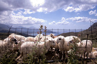 CreteMountaintop_Sheep_BDMCart1
