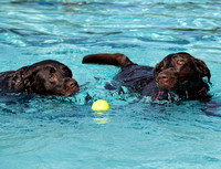 PoochesSept11_2021_BDMCart_1
