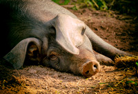 Happier than a Pig in Poop - Old Hickory Farms