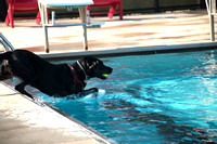 PoochesSept11_2021_BDMCart_4
