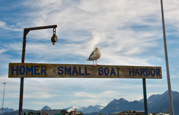 Seagull_HomerAlaska_BDMCart3
