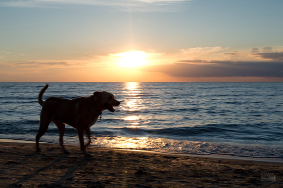 Dog Sunset - Port Austin, MI