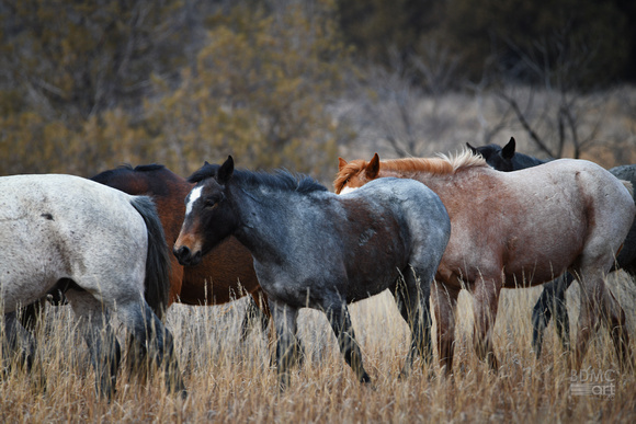WildHorses_BadlandsBDMCart2
