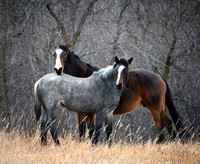 WildHorses_BadlandsBDMCart7