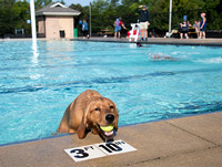 PoochesSept11_2021_BDMCart_16
