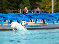 PoochesSept11_2021_BDMCart_7