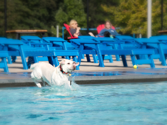 PoochesSept11_2021_BDMCart_7