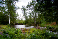 NewBrunswickForest_BDMCART1