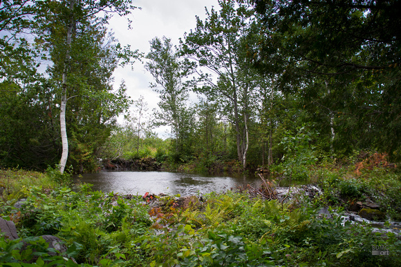 NewBrunswickForest_BDMCART1