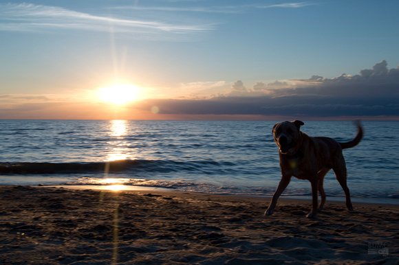 Dog Sunset - Port Austin, MI