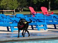PoochesSept11_2021_BDMCart_6