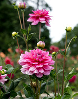DahliaHill_Sept3_2021_BDMCart_6