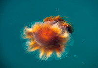 Lions Mane Jellyfish BDMCart4