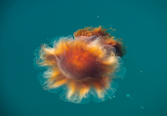 Lions Mane Jellyfish BDMCart4