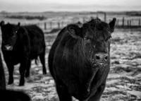 CandeeFarm2021_Feb4_15